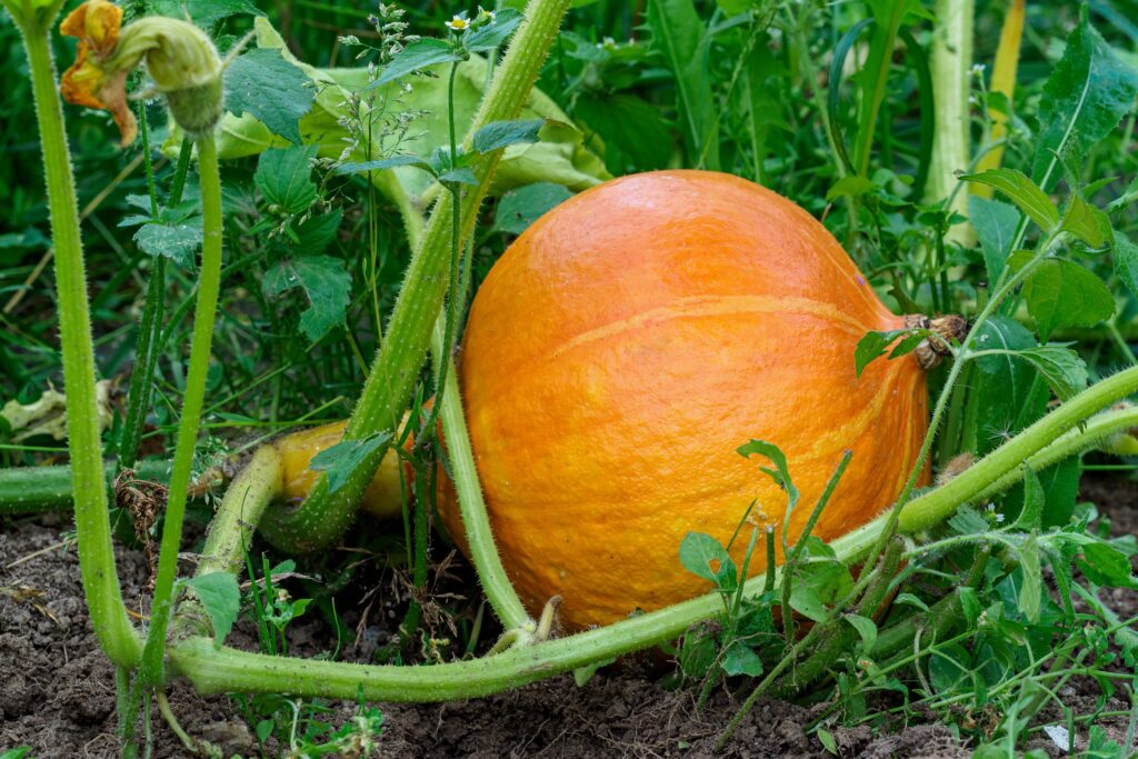 pumpkins growing in the garden