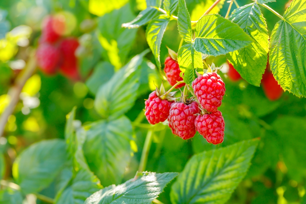 raspberries growing