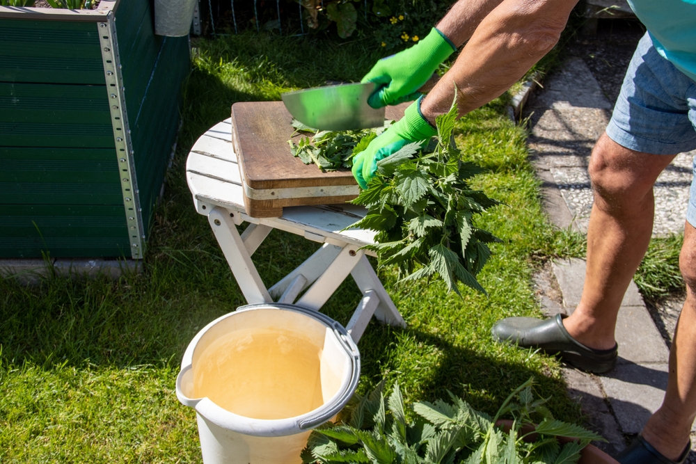 liquid nettle feed