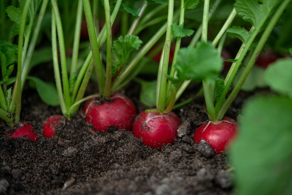 radish growing in garden