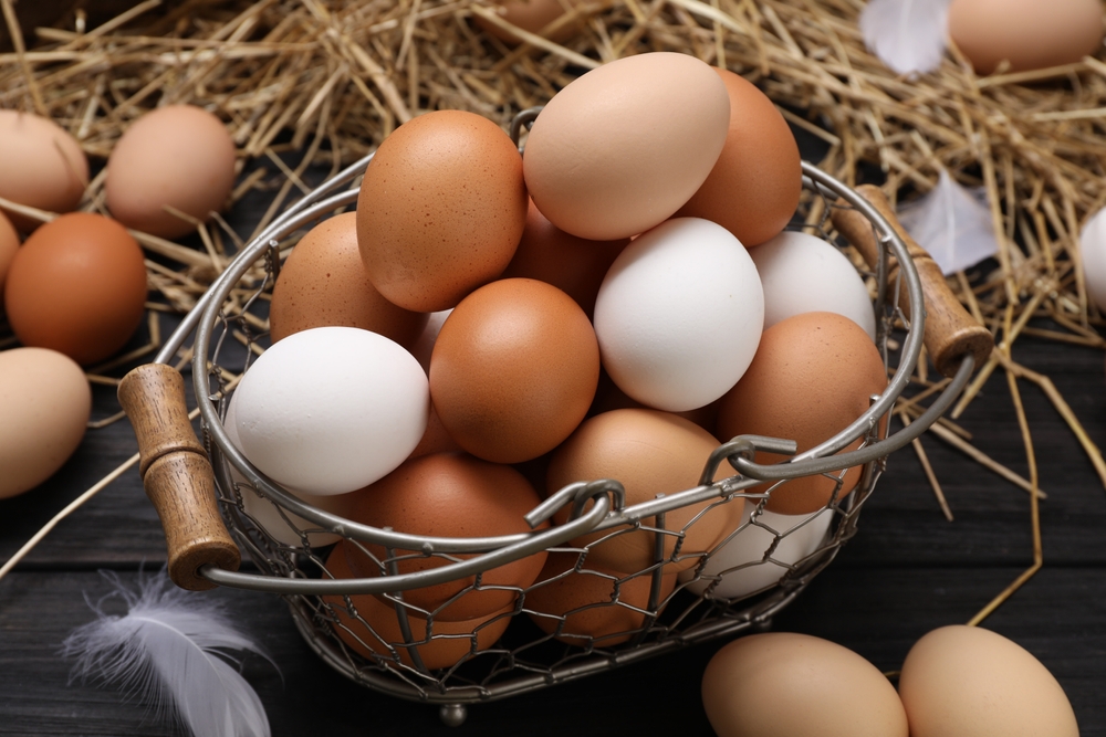 fresh chicken eggs
