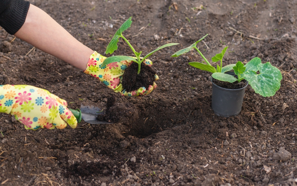 planting zucchini in the garden