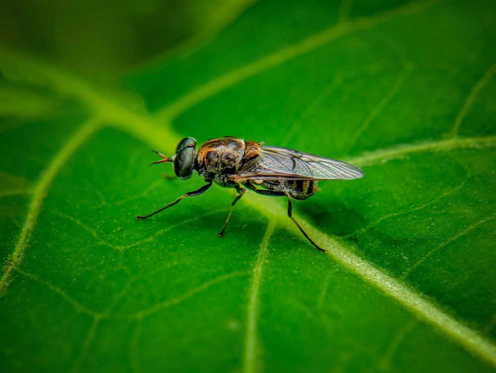 Black soldier fly on a green leaf