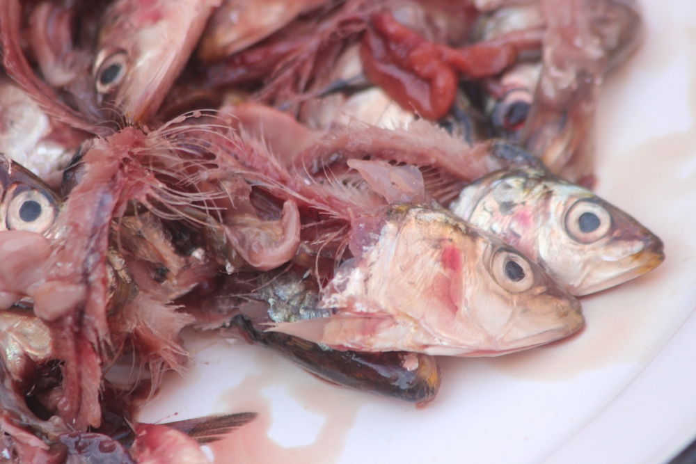 fish heads ready to be buried in garden