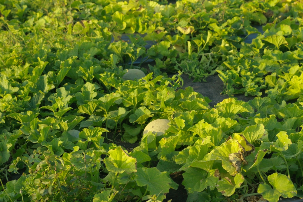melons growing in the garden