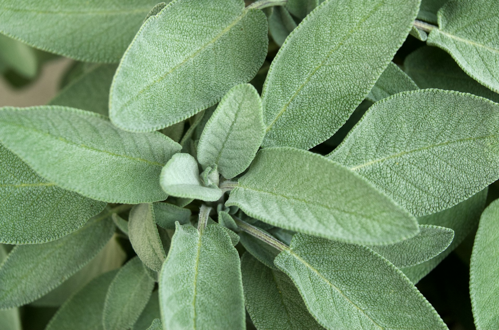 sage growing in the garden