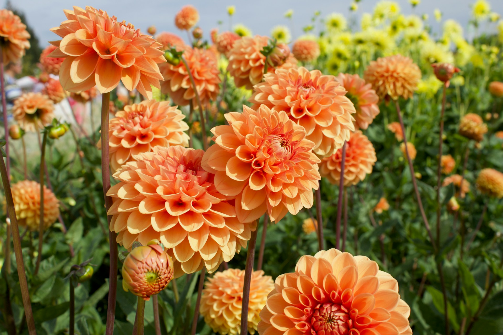 growing dahlias