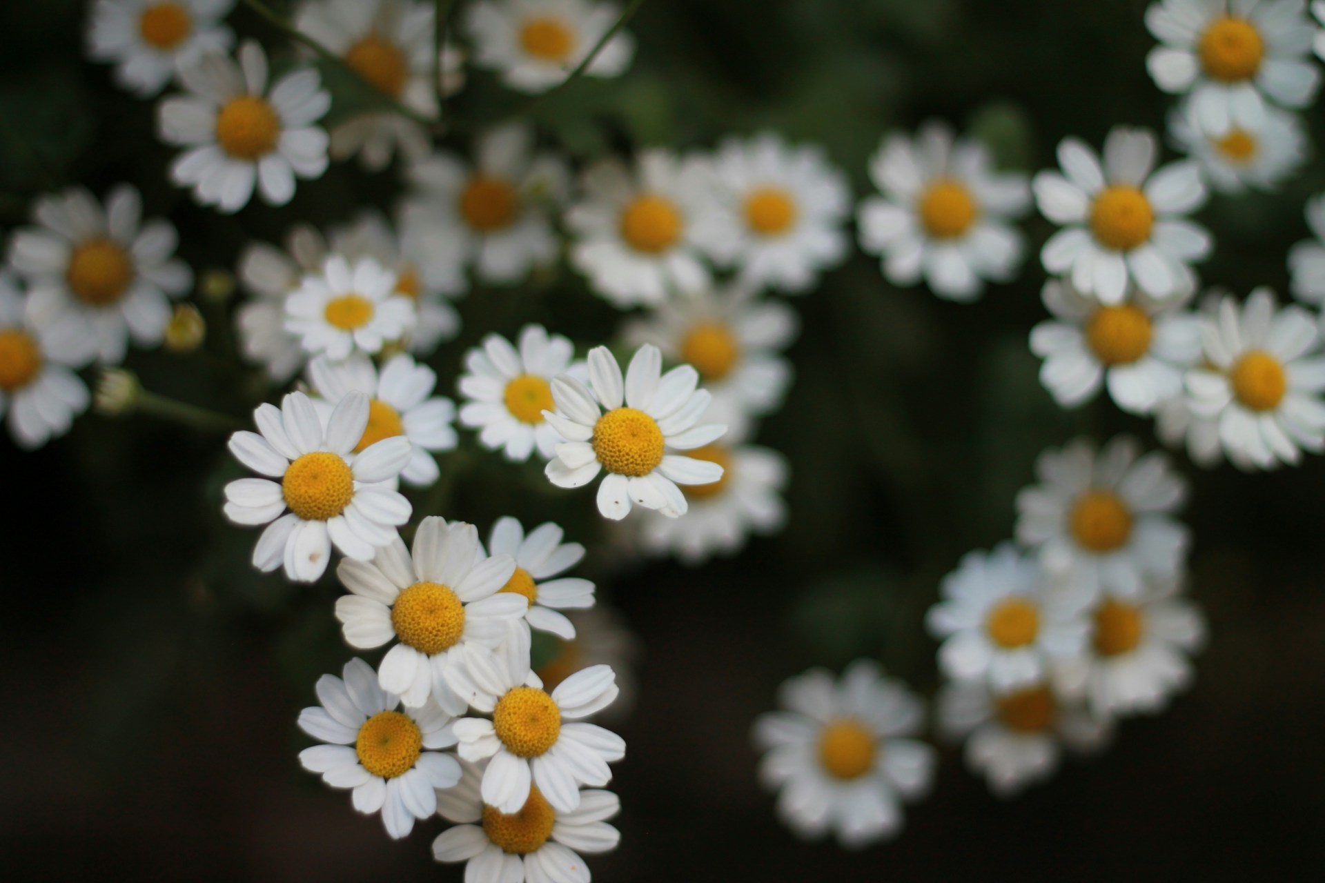 Chamomile