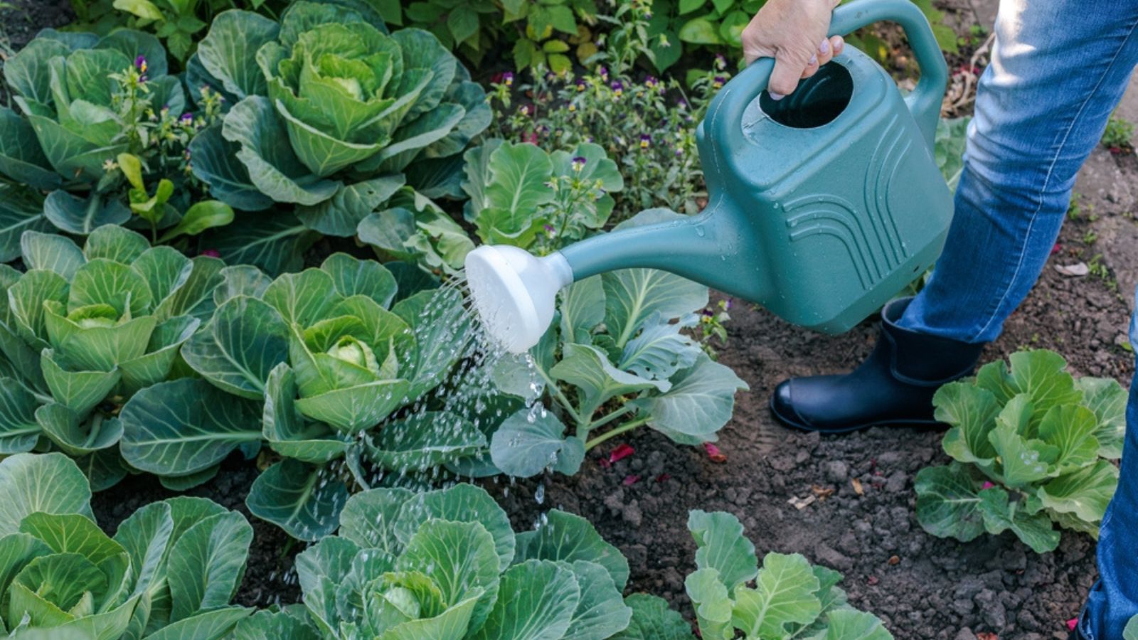 watering cabbages