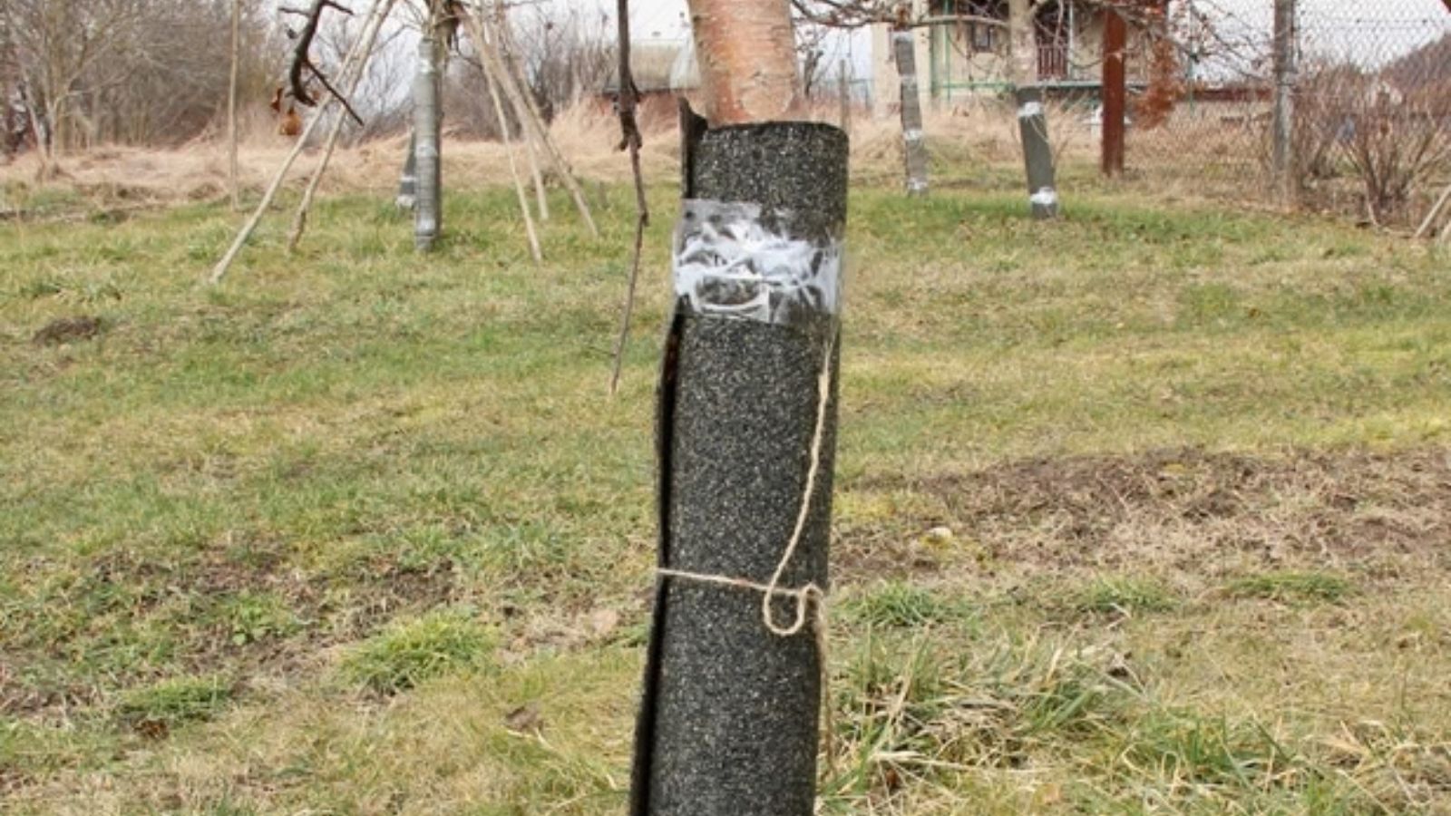 wrapping young tree from frost