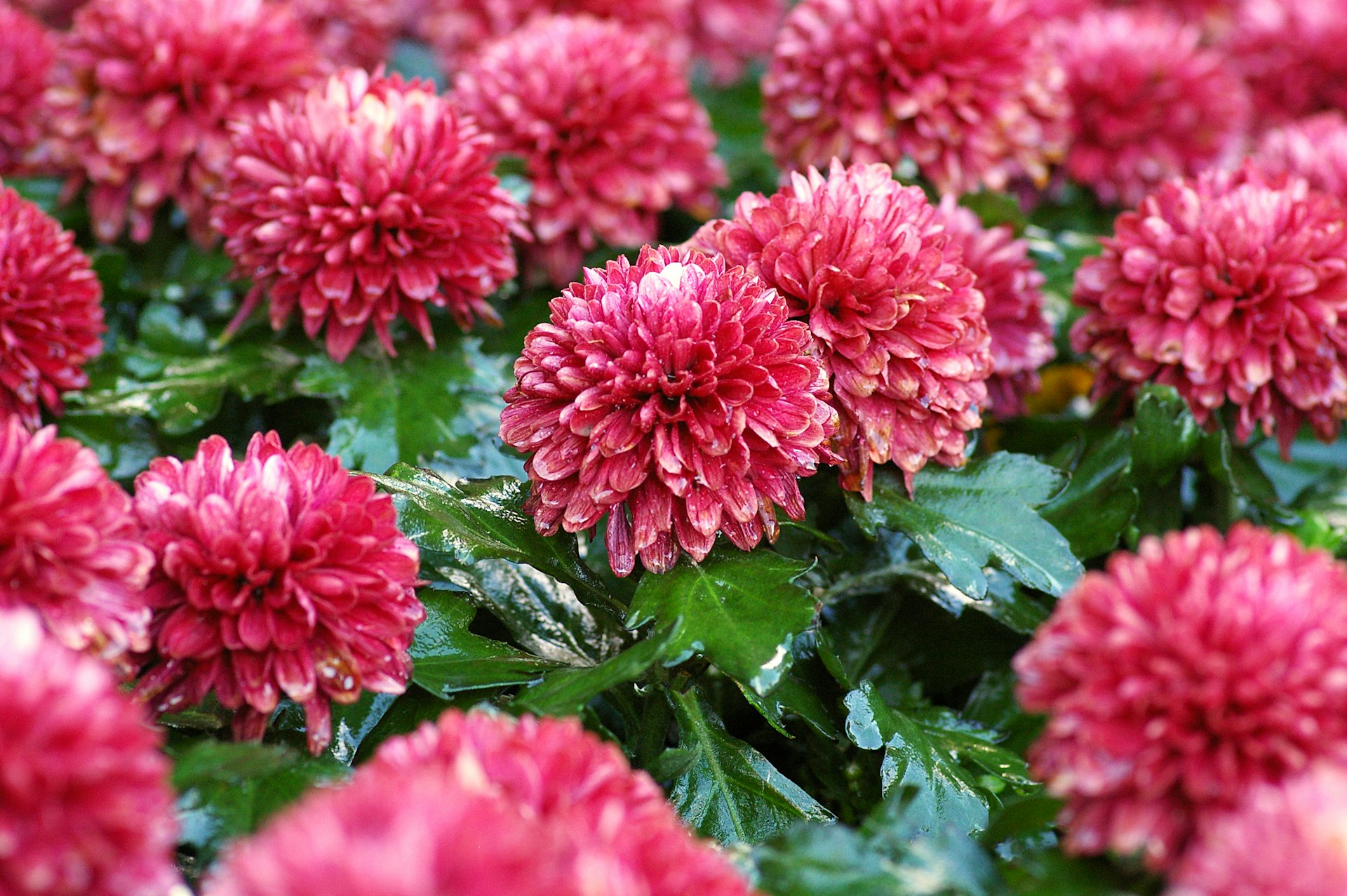 Growing Chrysanthemum