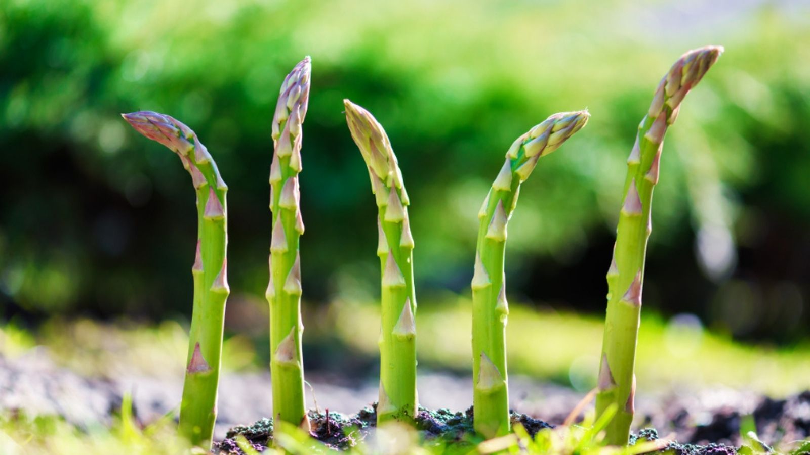 asparagus growing