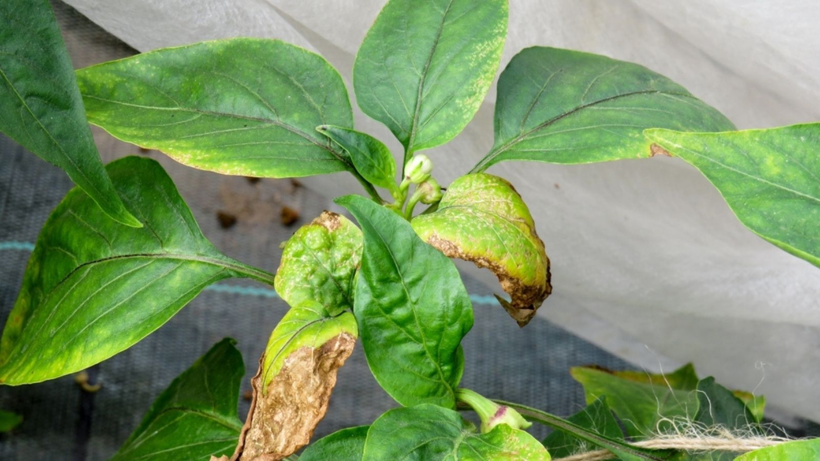 dying leaves on a pepper plant