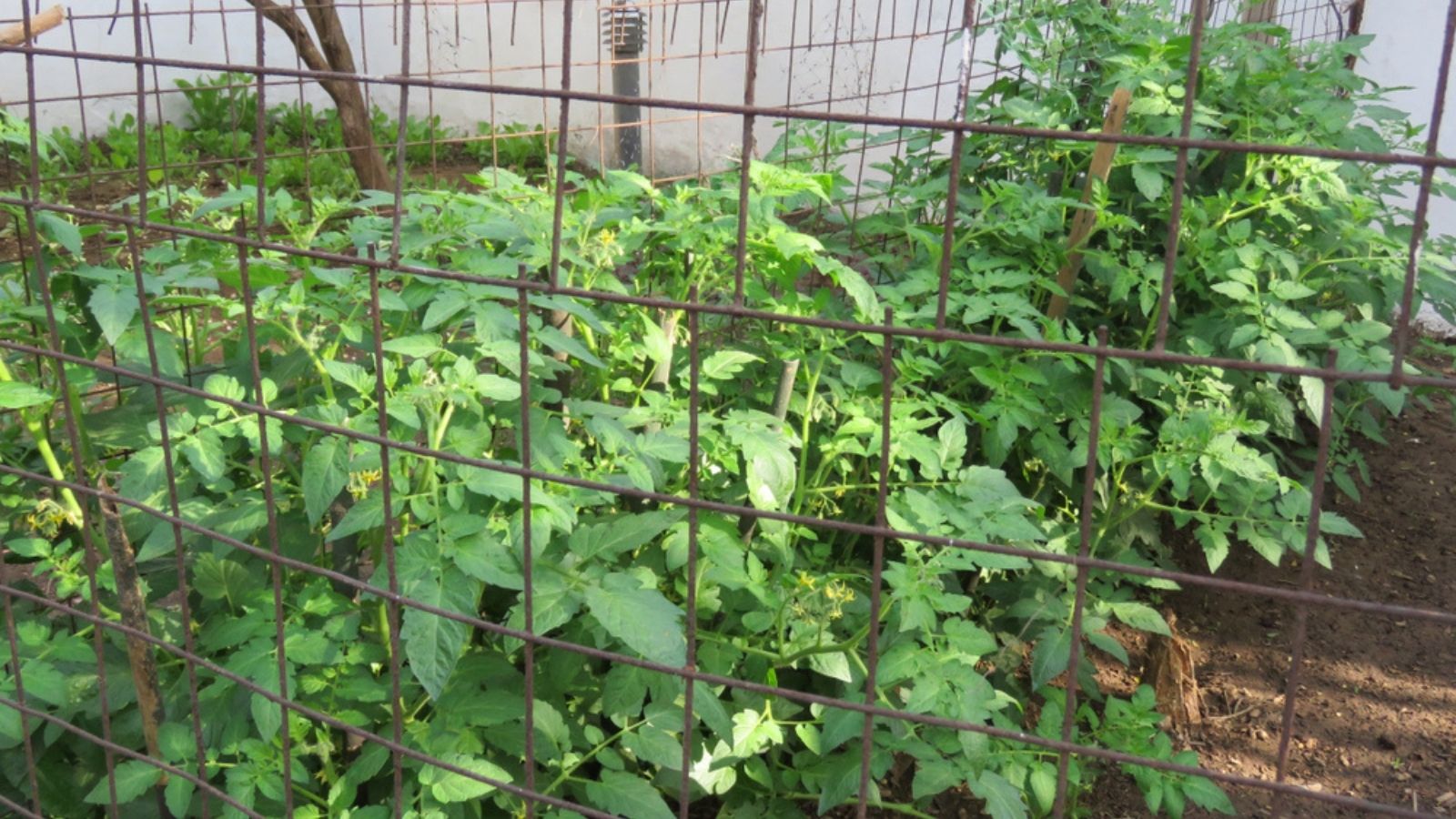 green tomatoes growing under a cage