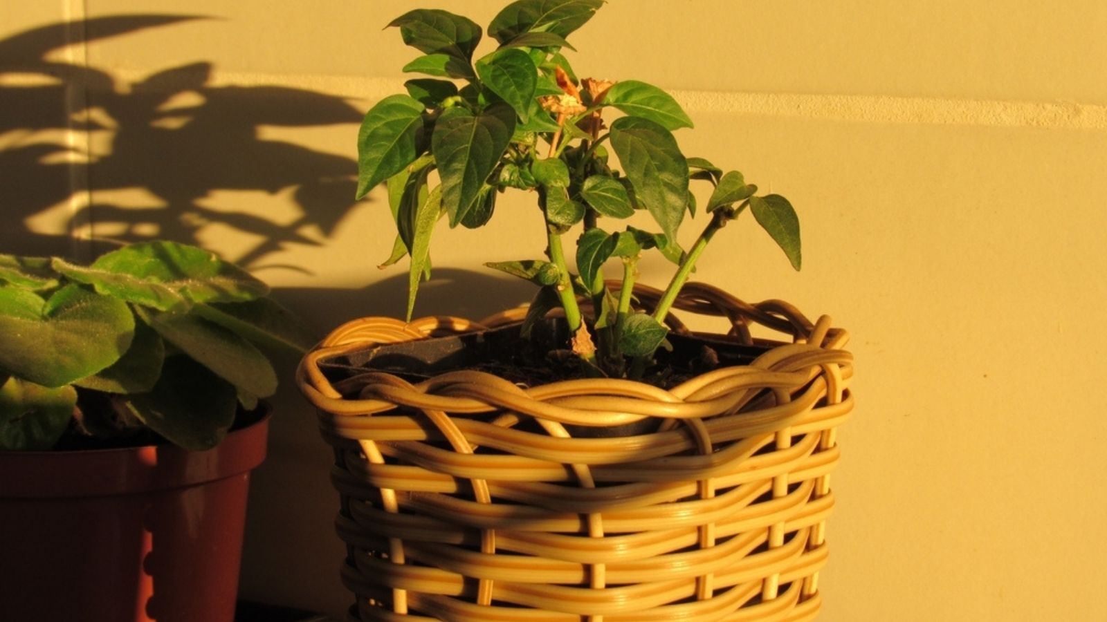 move pepper plant to a shady spot