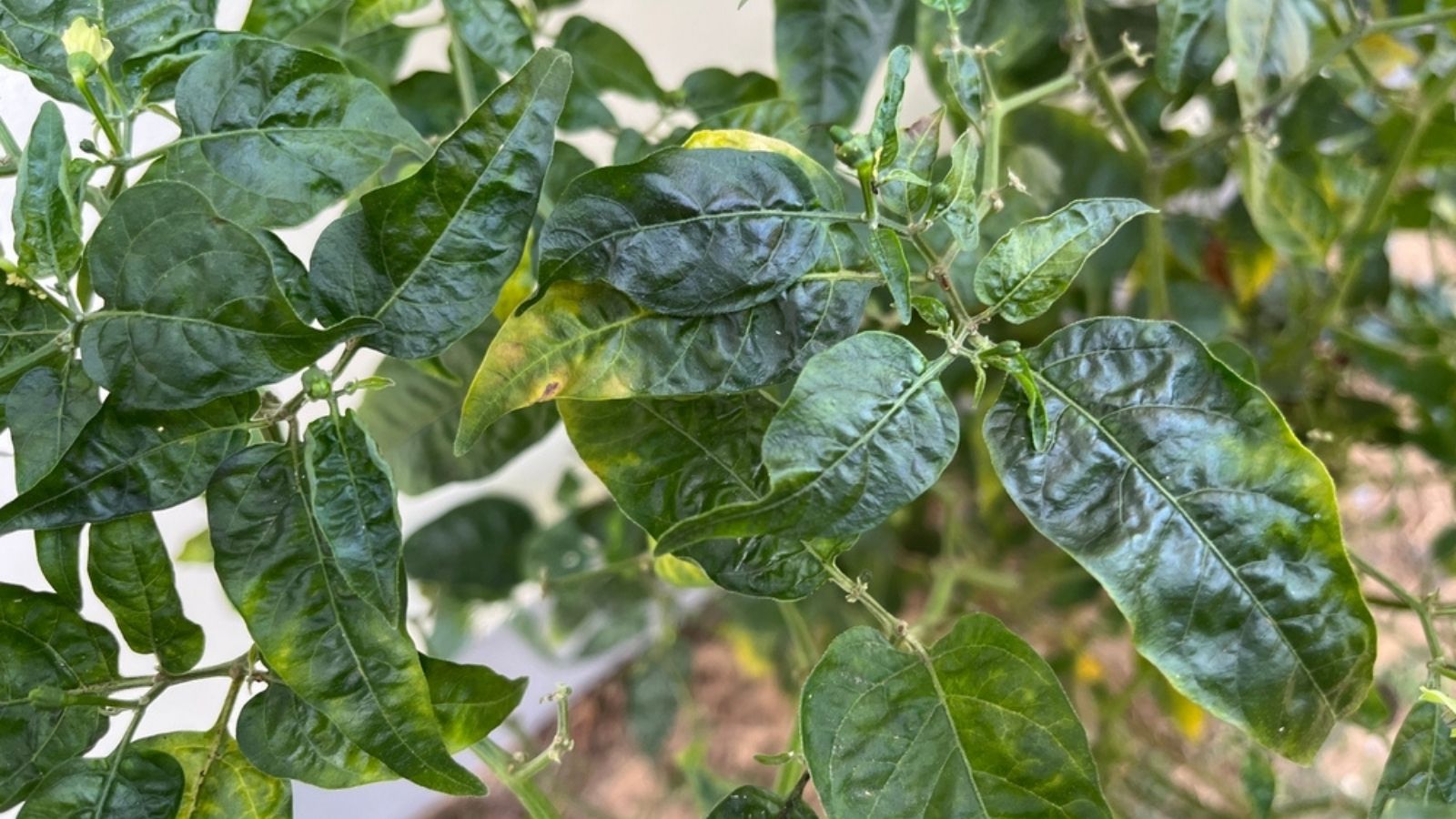 overwatered pepper plant