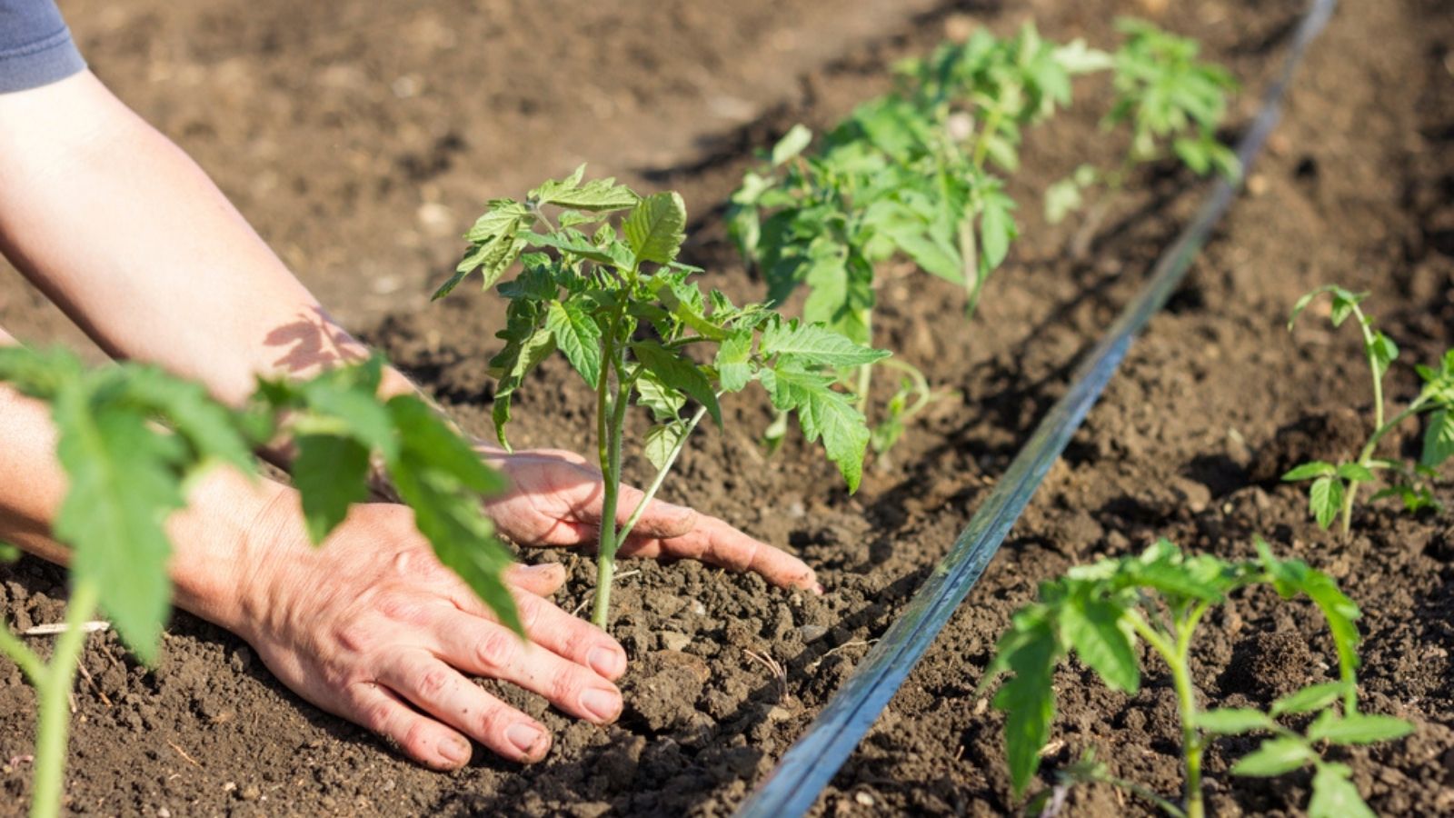 planting tomato seedlings in the garden