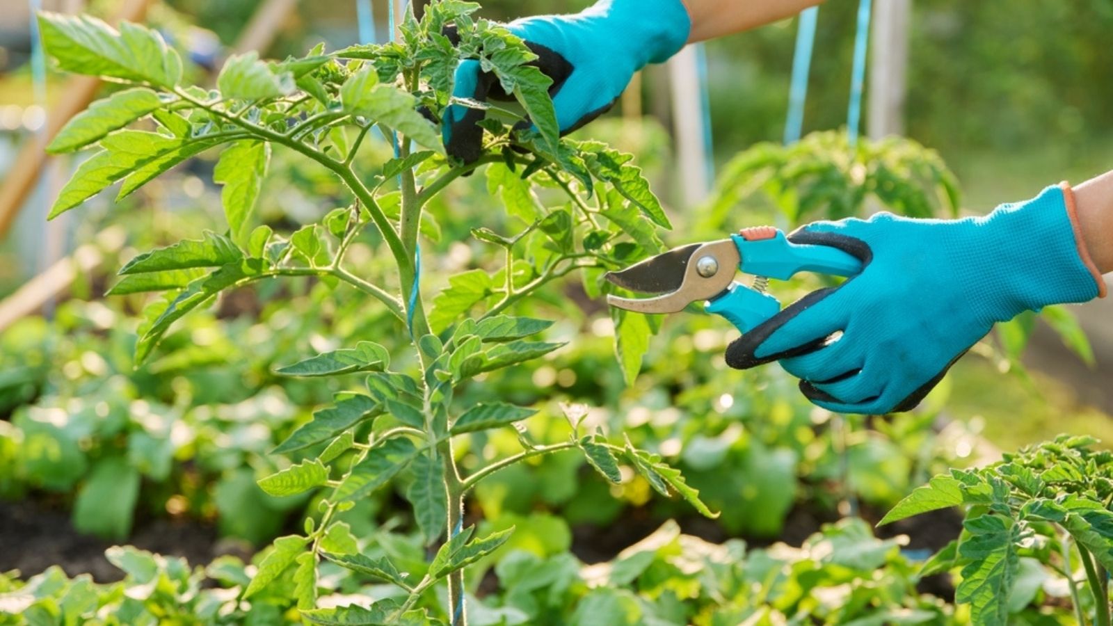 pruning tomato plants