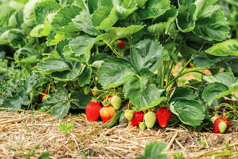 fresh strawberry plants