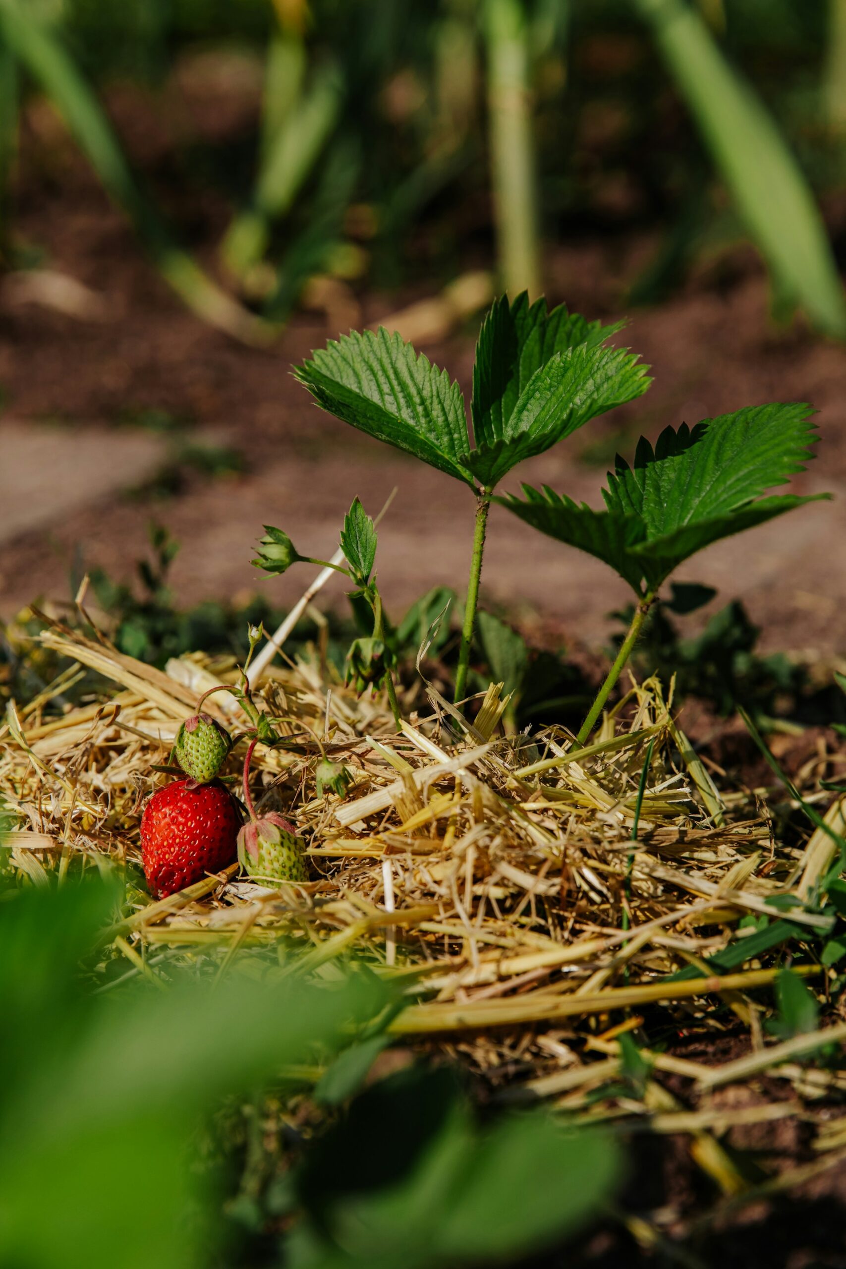 mulch strawberries with a layer of straw