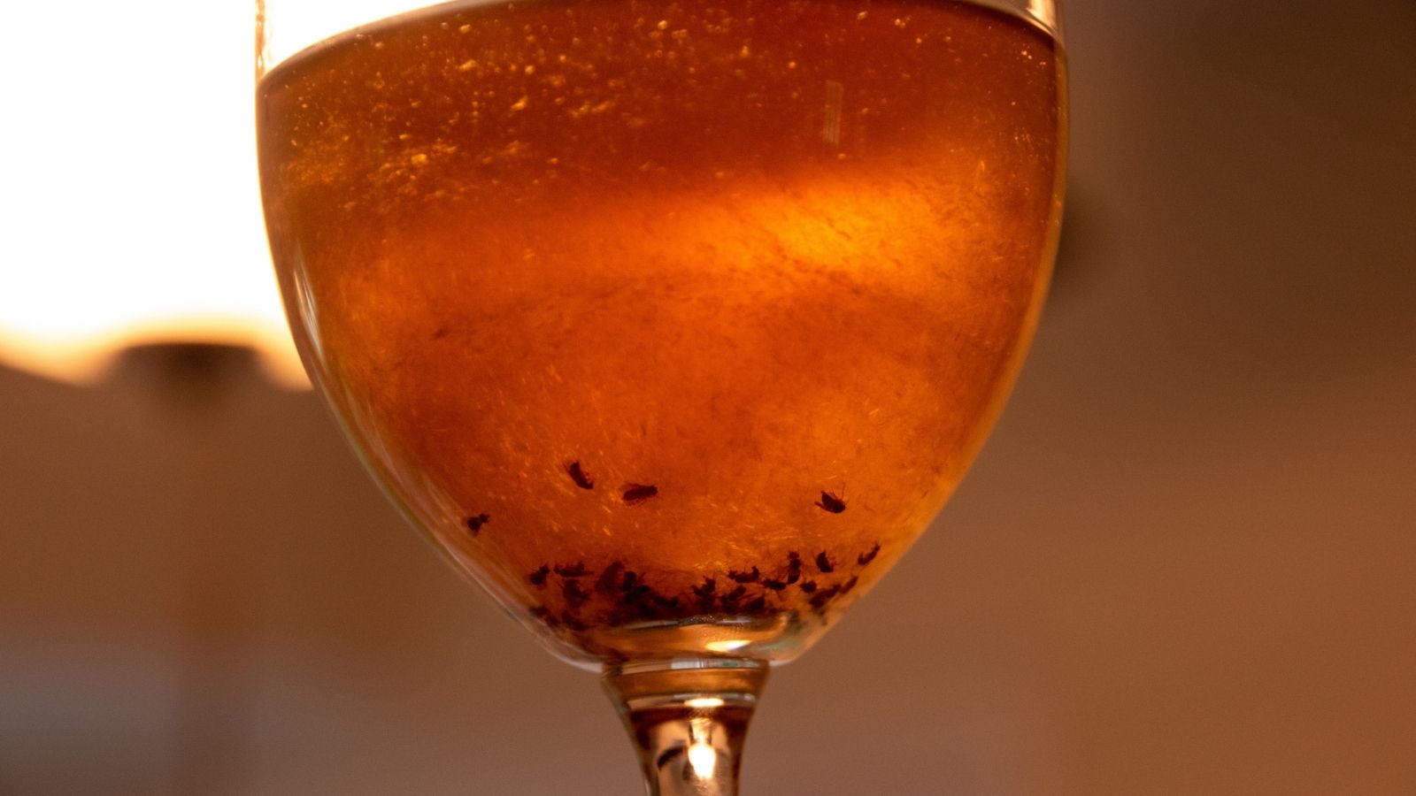 Apple Cider Vinegar Trap