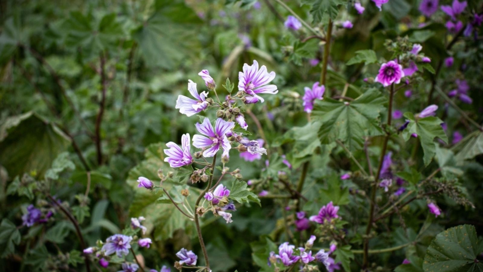 Common Mallow
