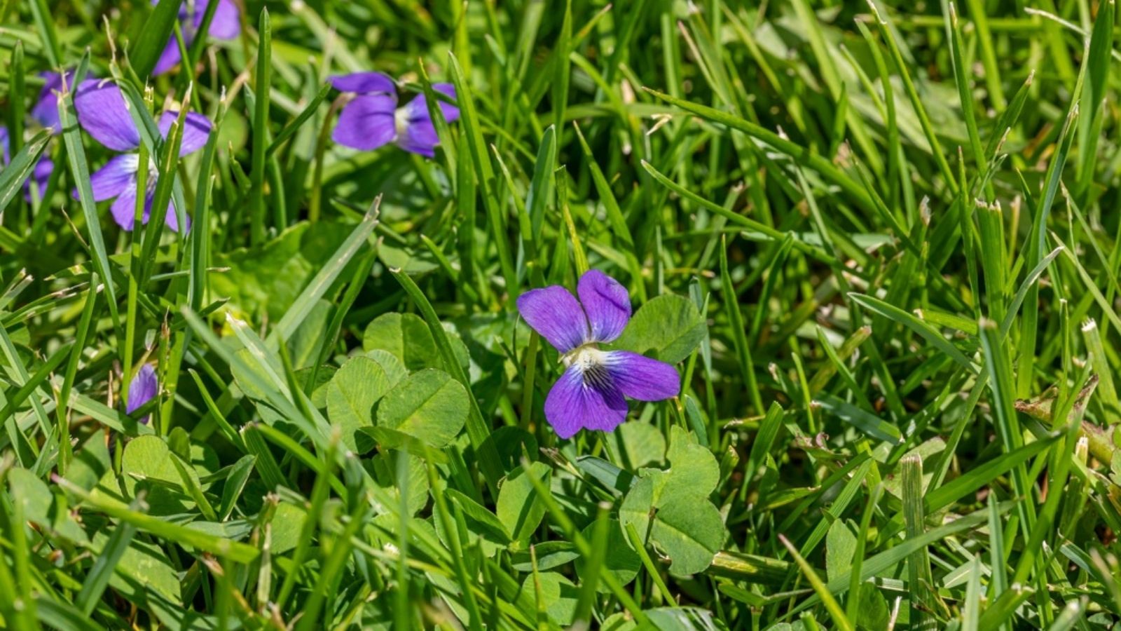 Common Violets