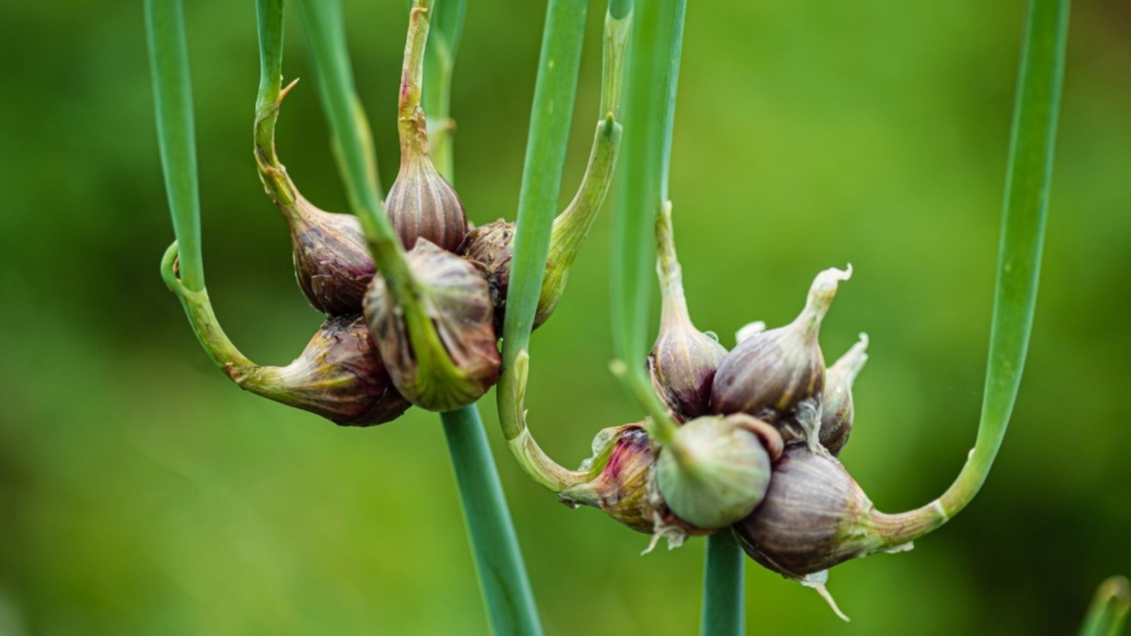 Egyptian walking onions