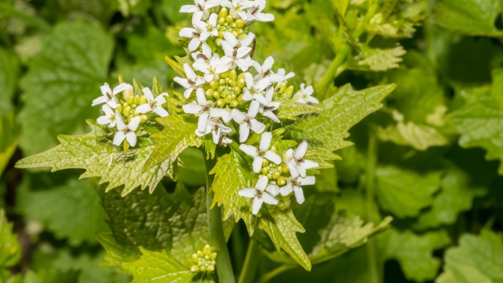 Garlic Mustard
