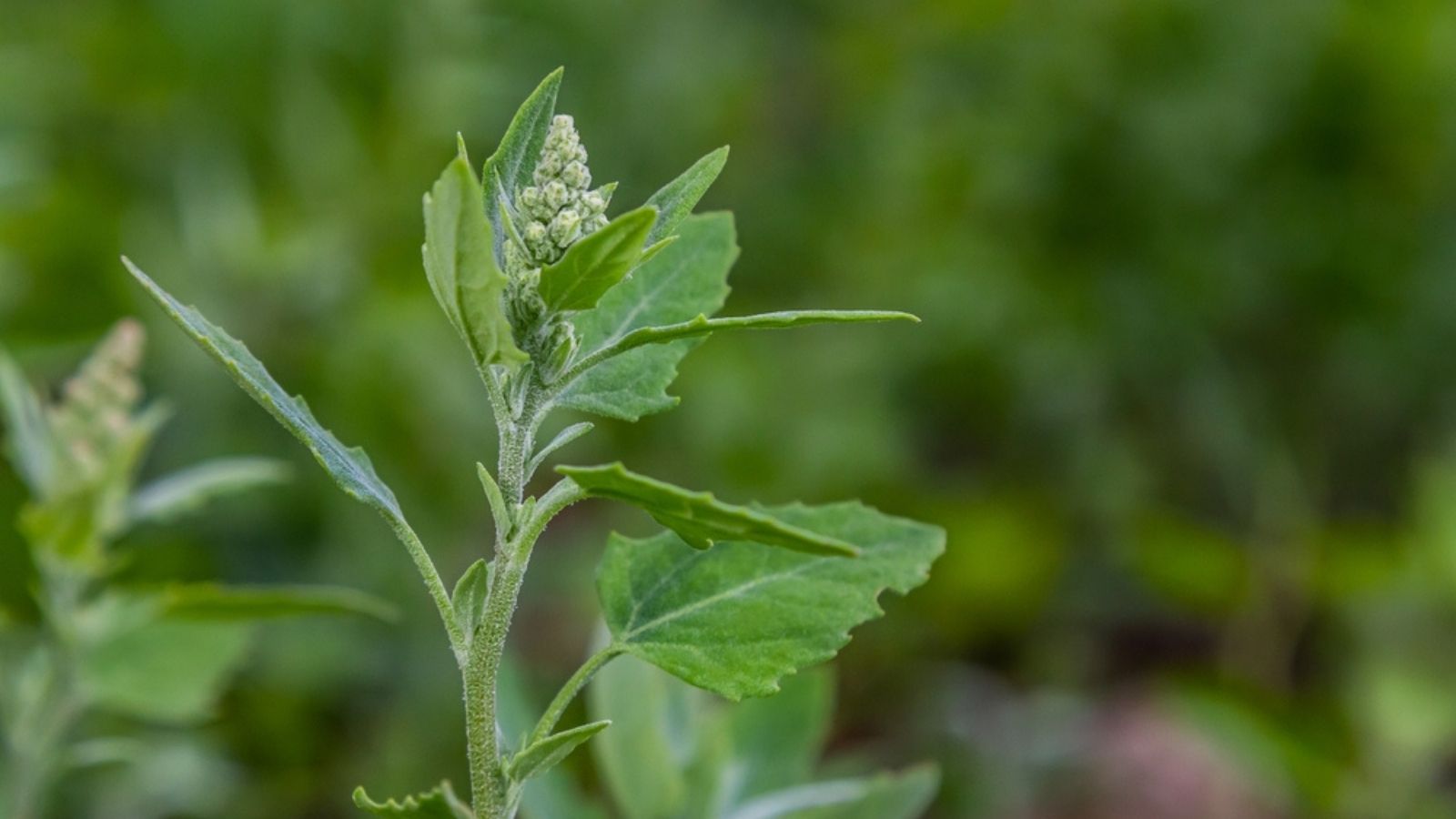 Lambs Quarters