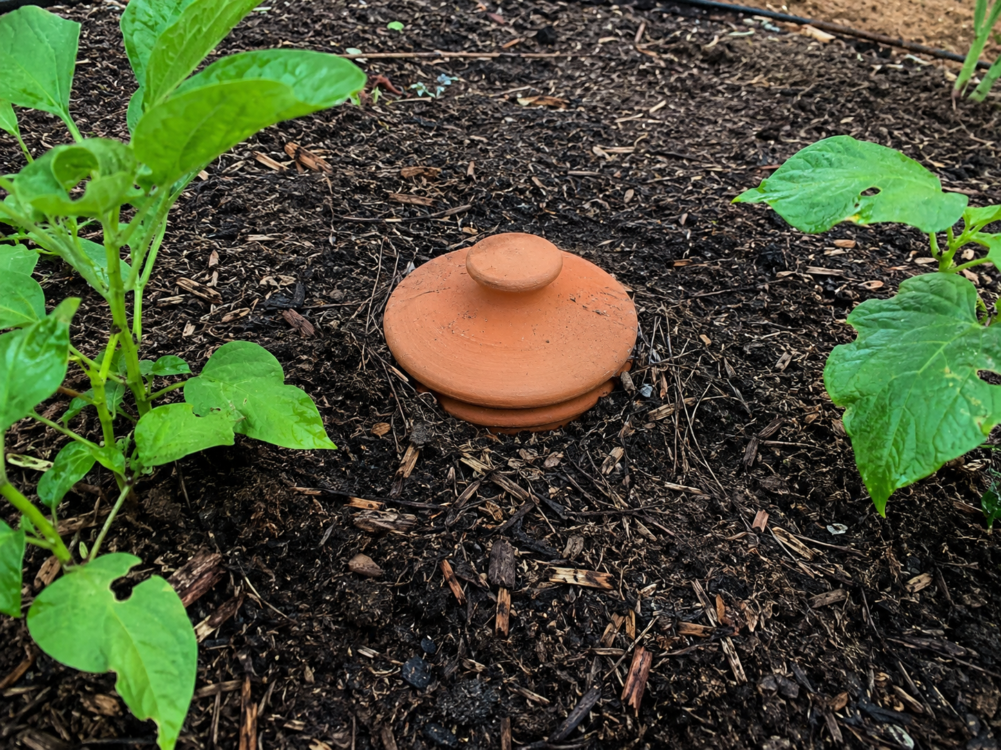 Olla buried in the ground
