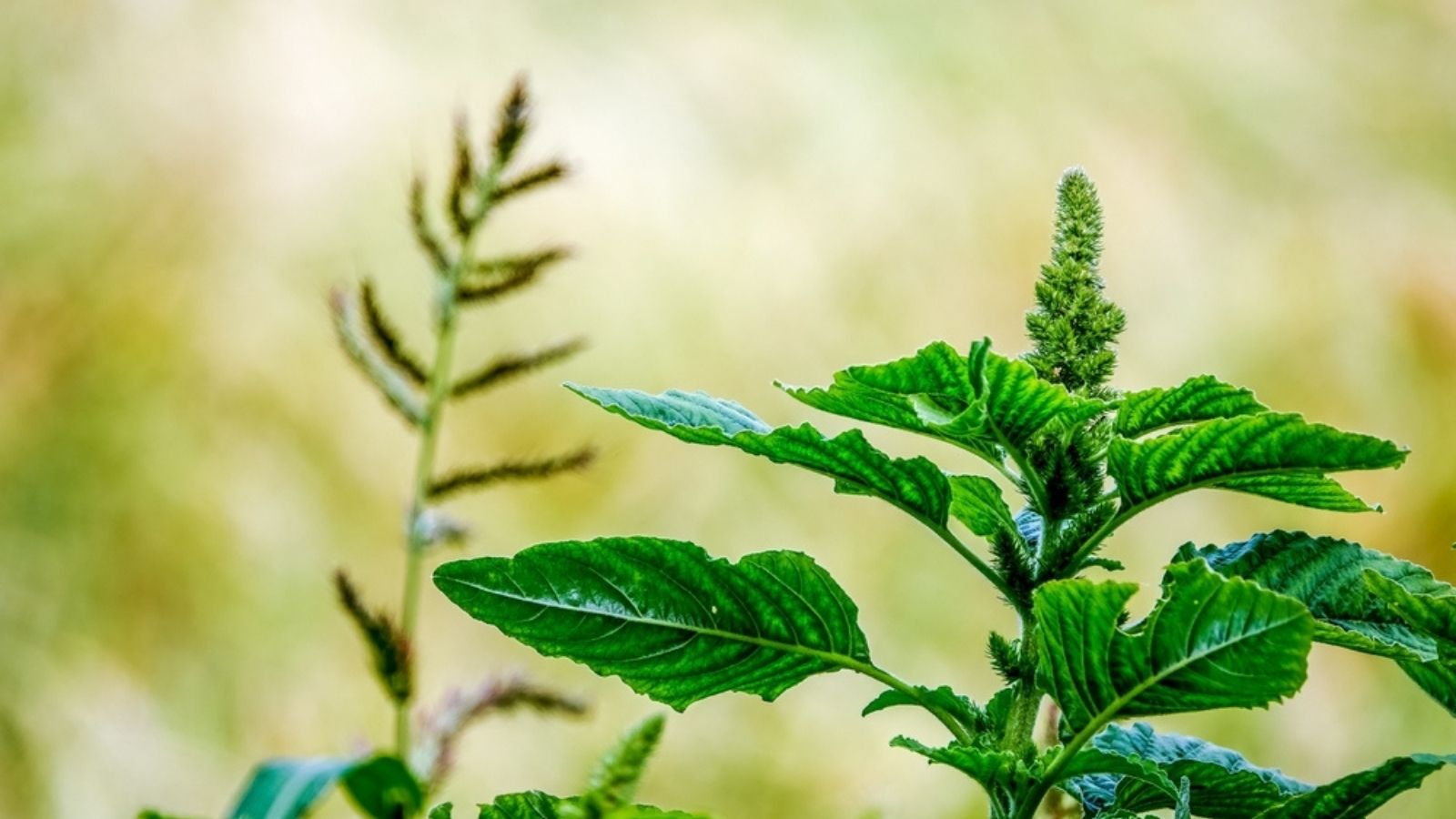 Redroot Pigweed