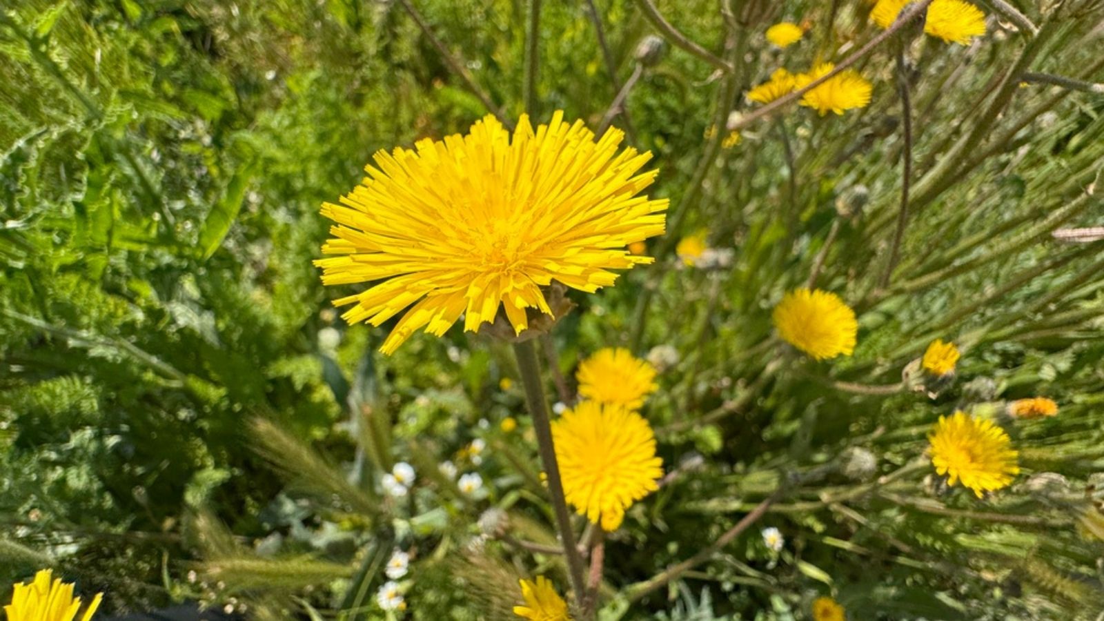 Sow Thistle