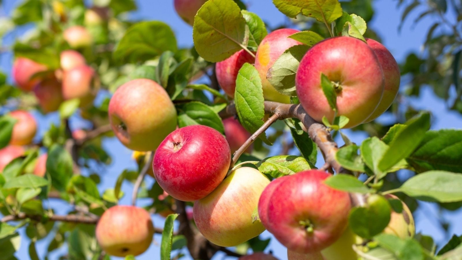apple tree