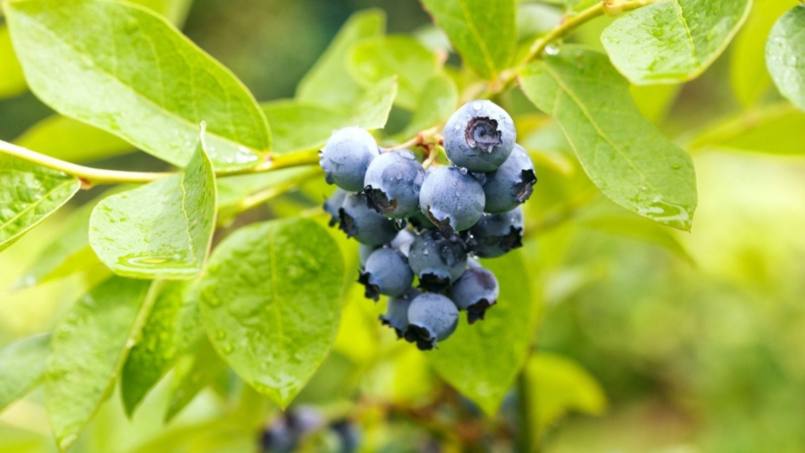blueberries