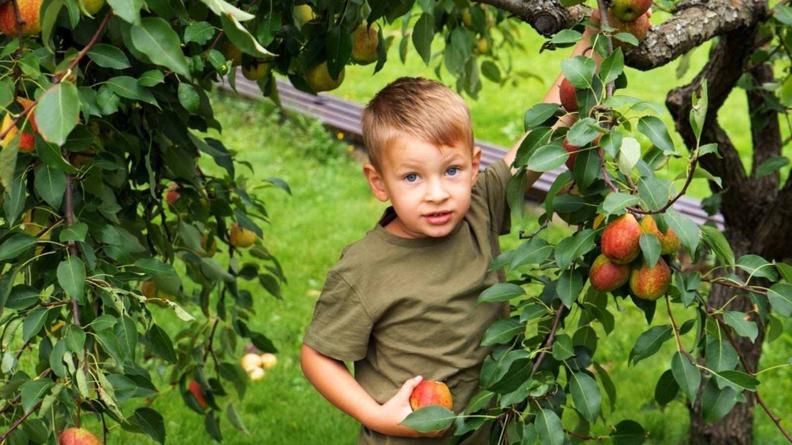 boy picking pears from tree