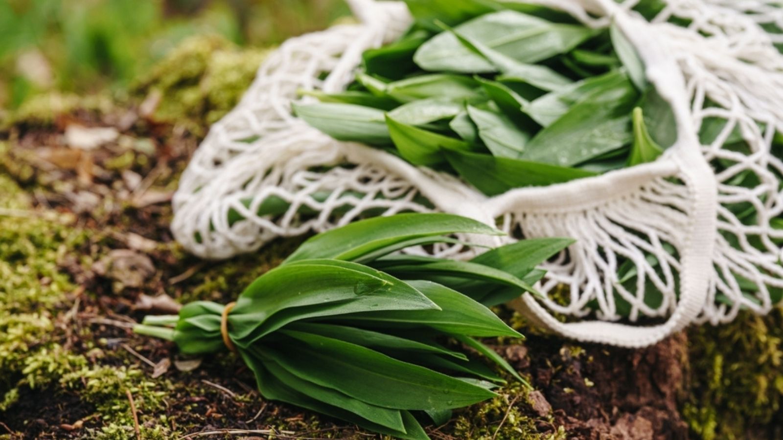 bunches of wild garlic