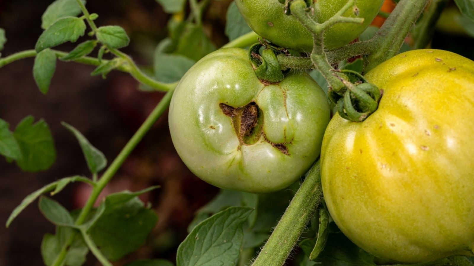 cat facing tomatoes