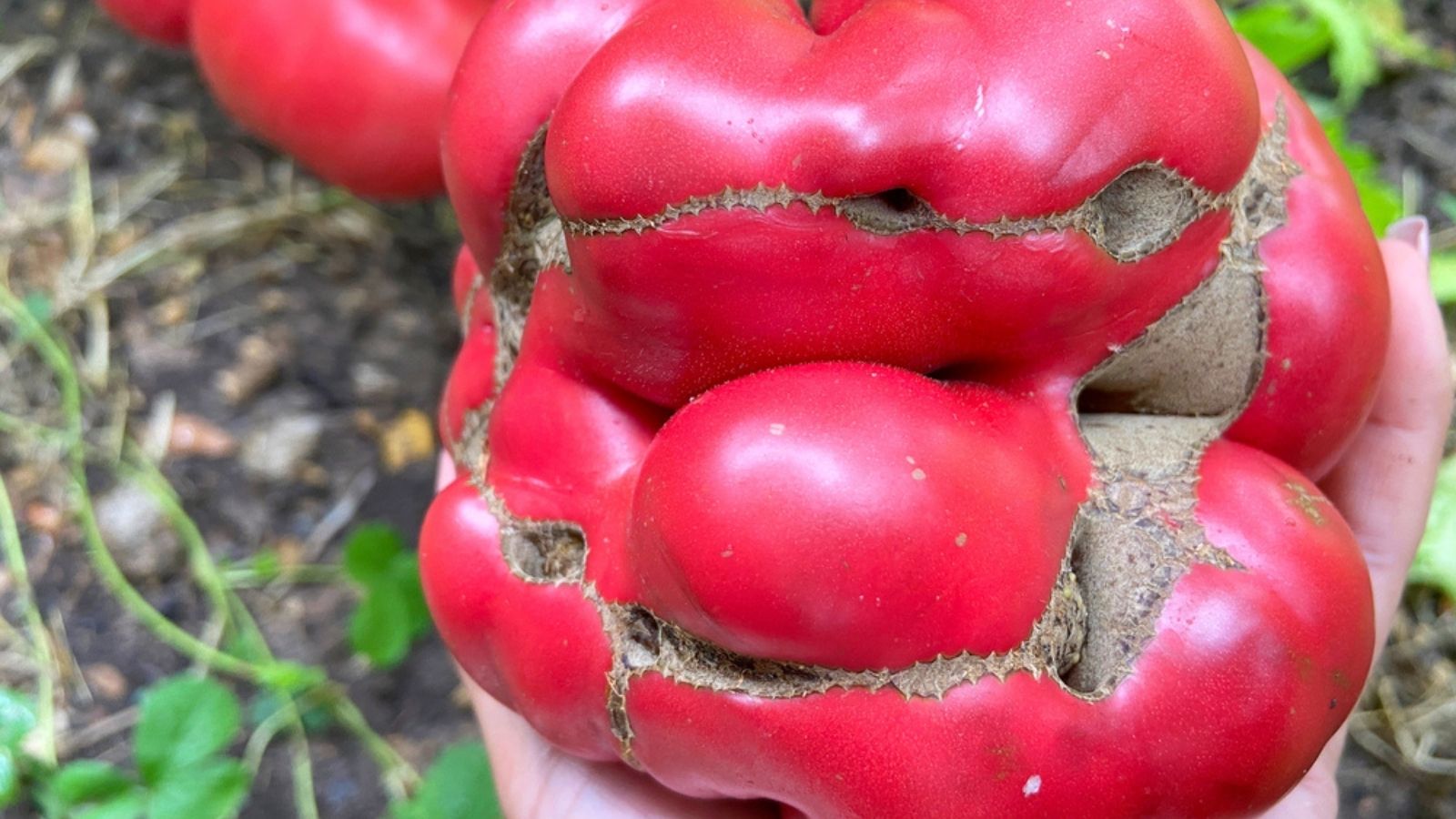 catfacing tomatoes