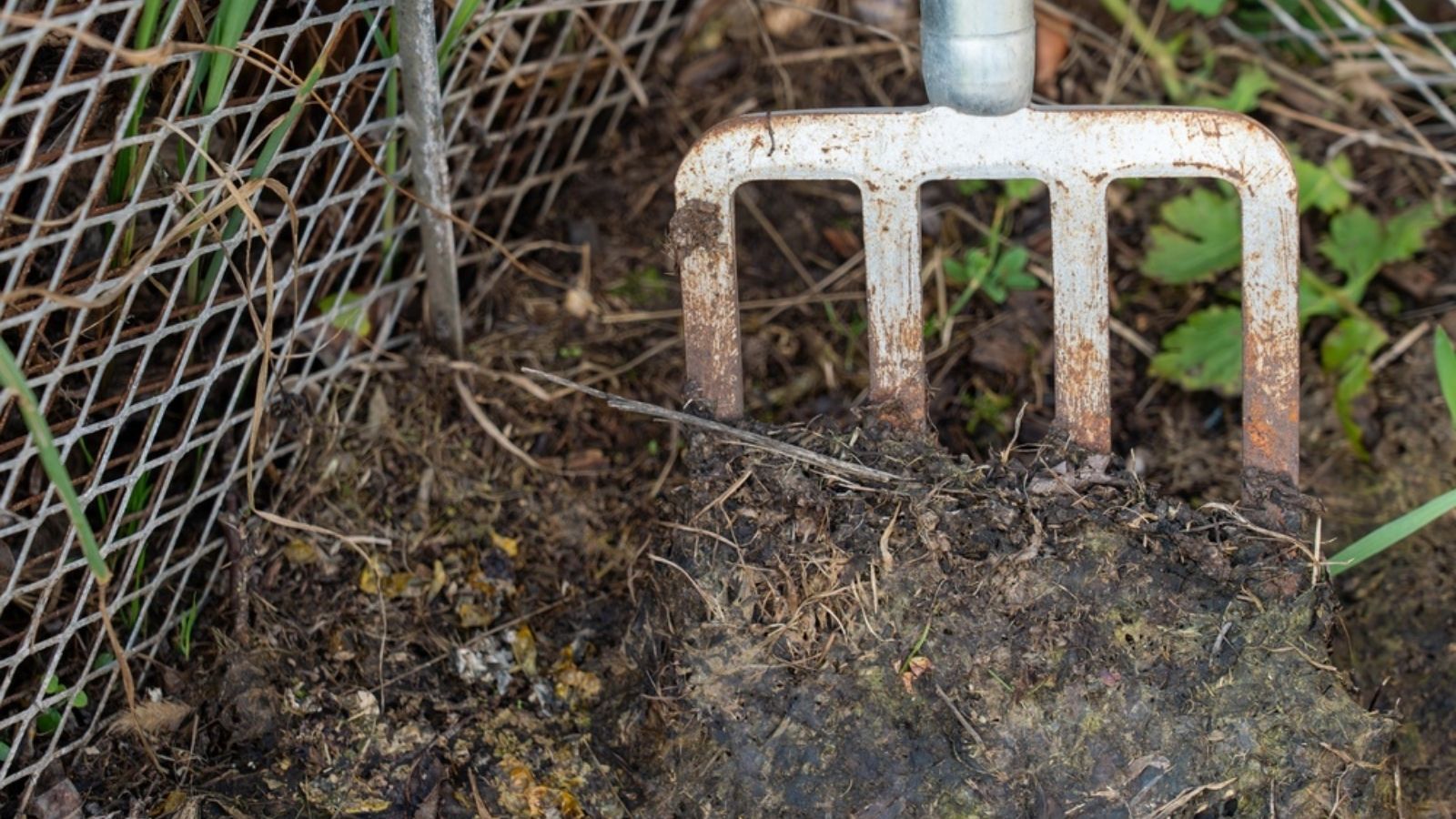 compost heap