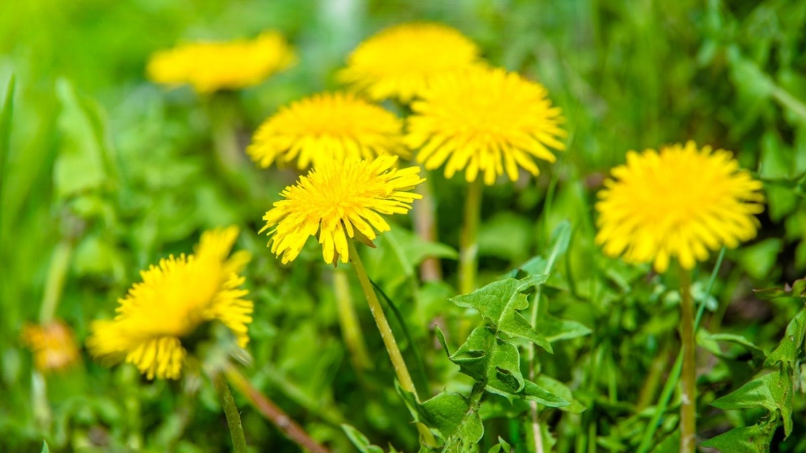 dandelion
