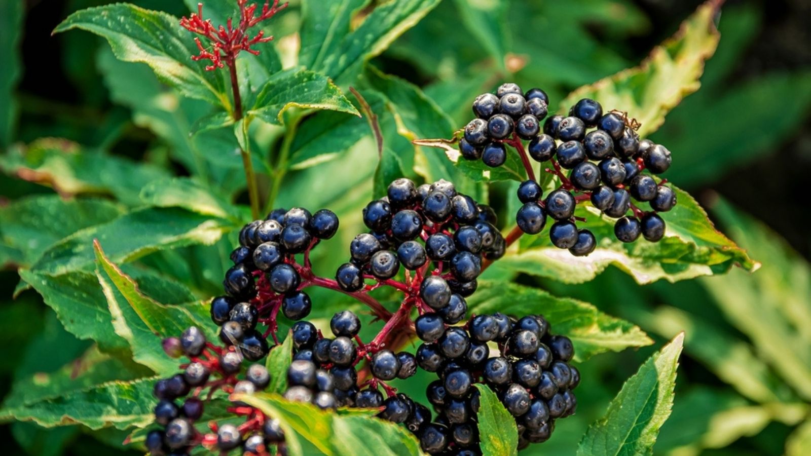 elderberries