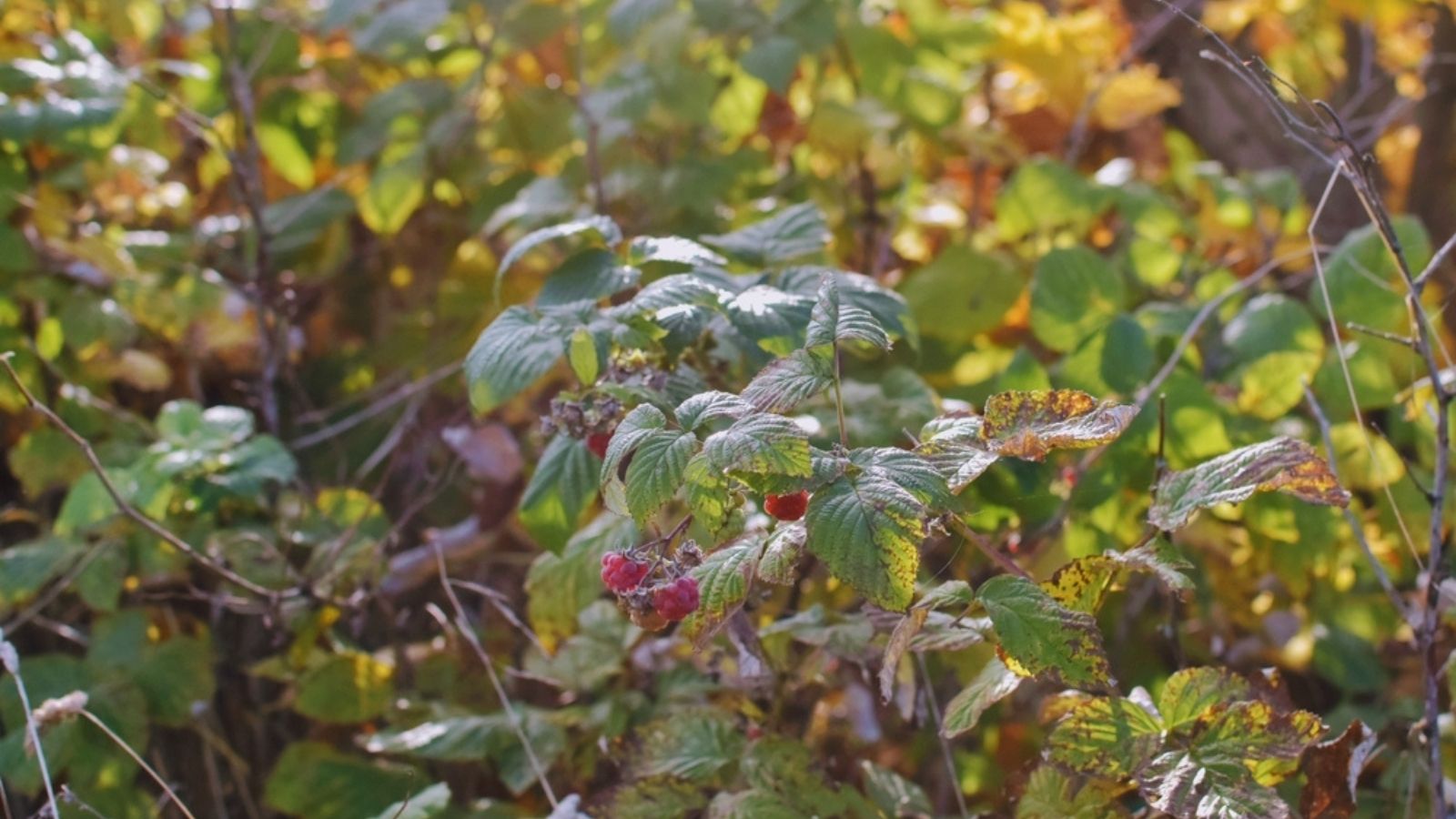fall bearing raspberries