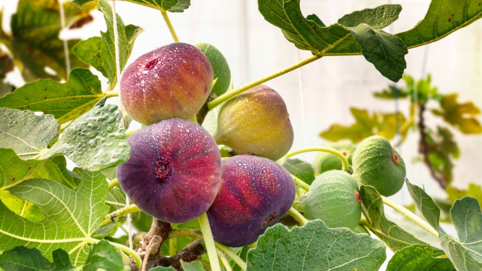 fig tree