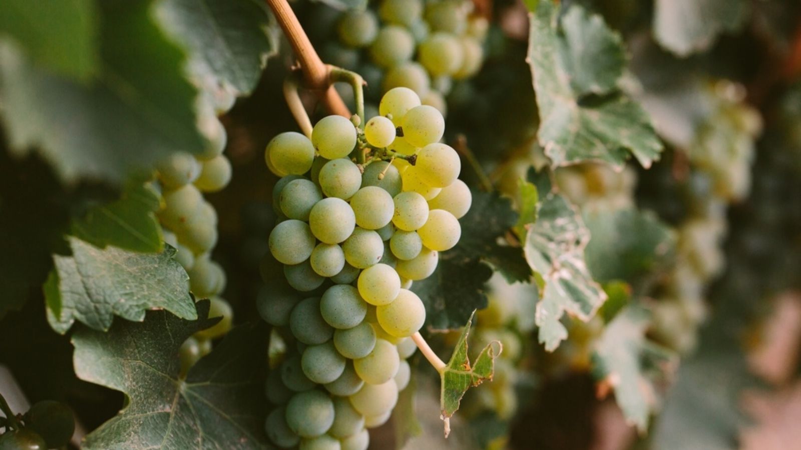 grapes