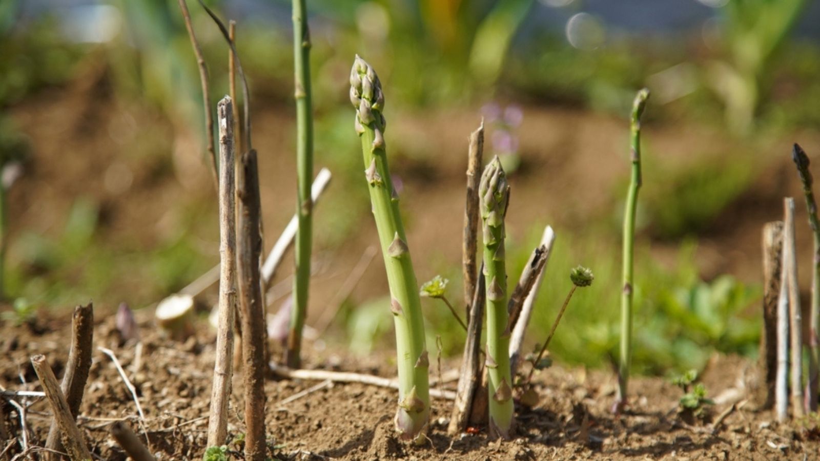 growing asparagus