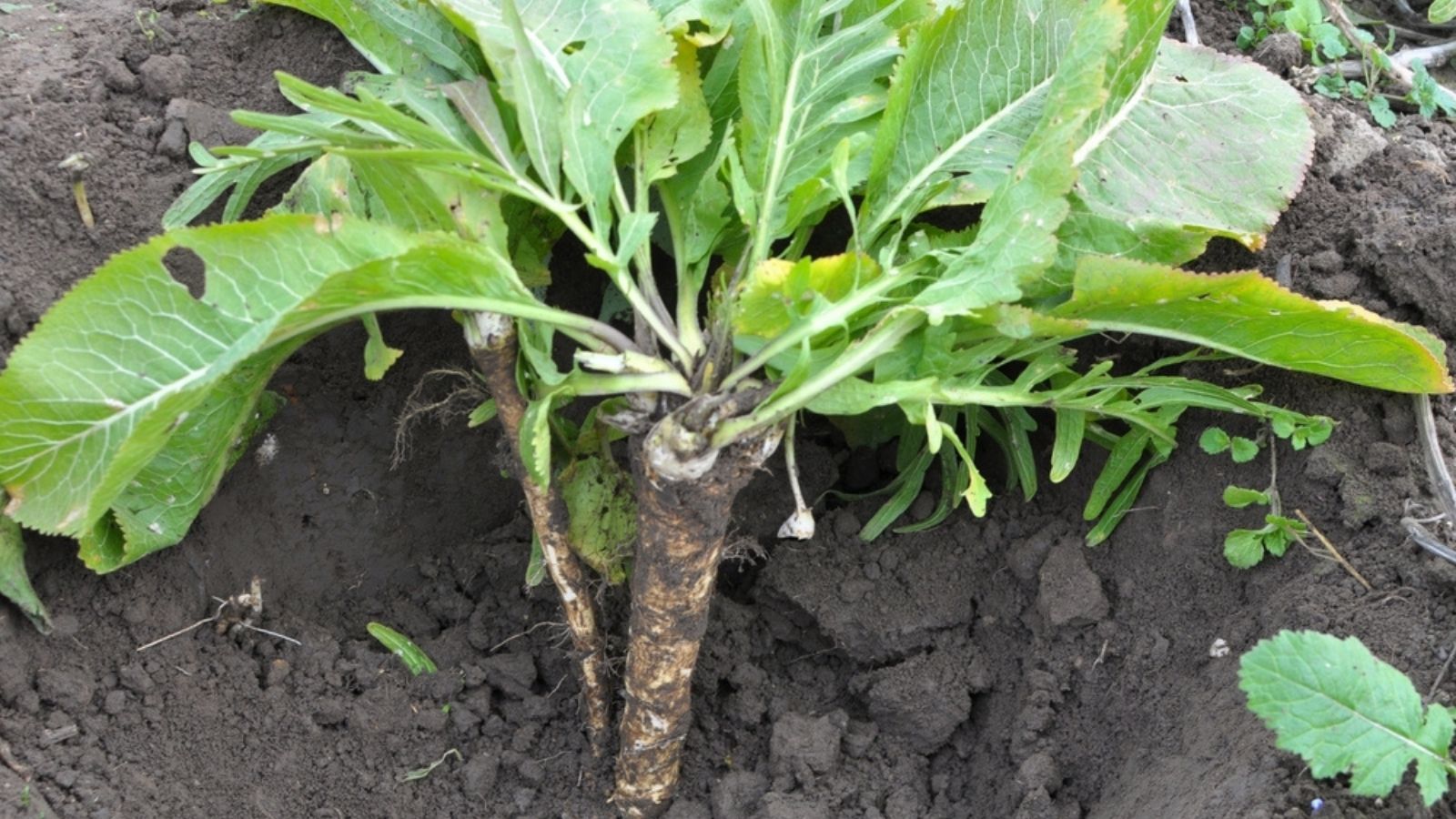 horseradish