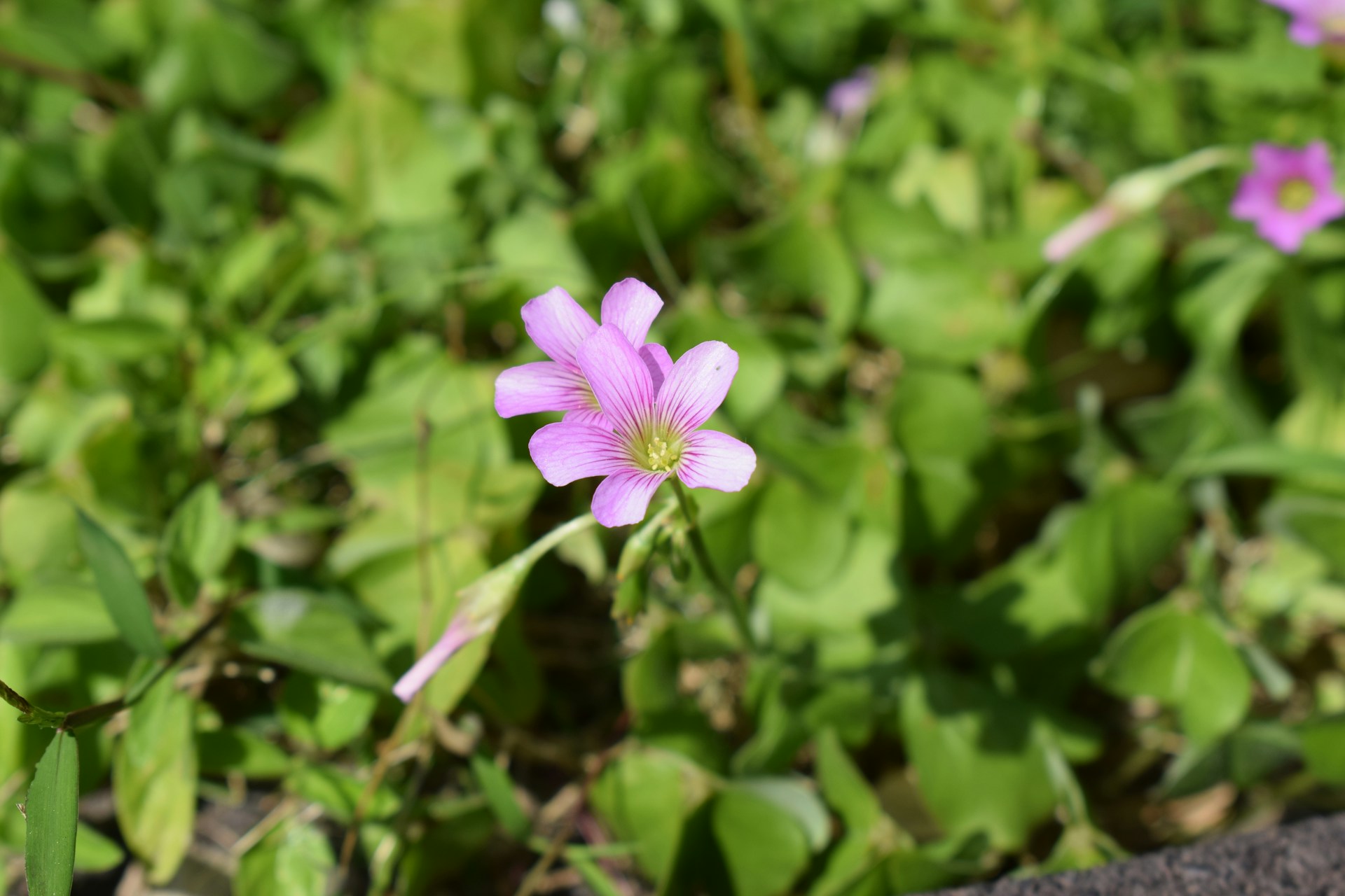 Wood Sorrel