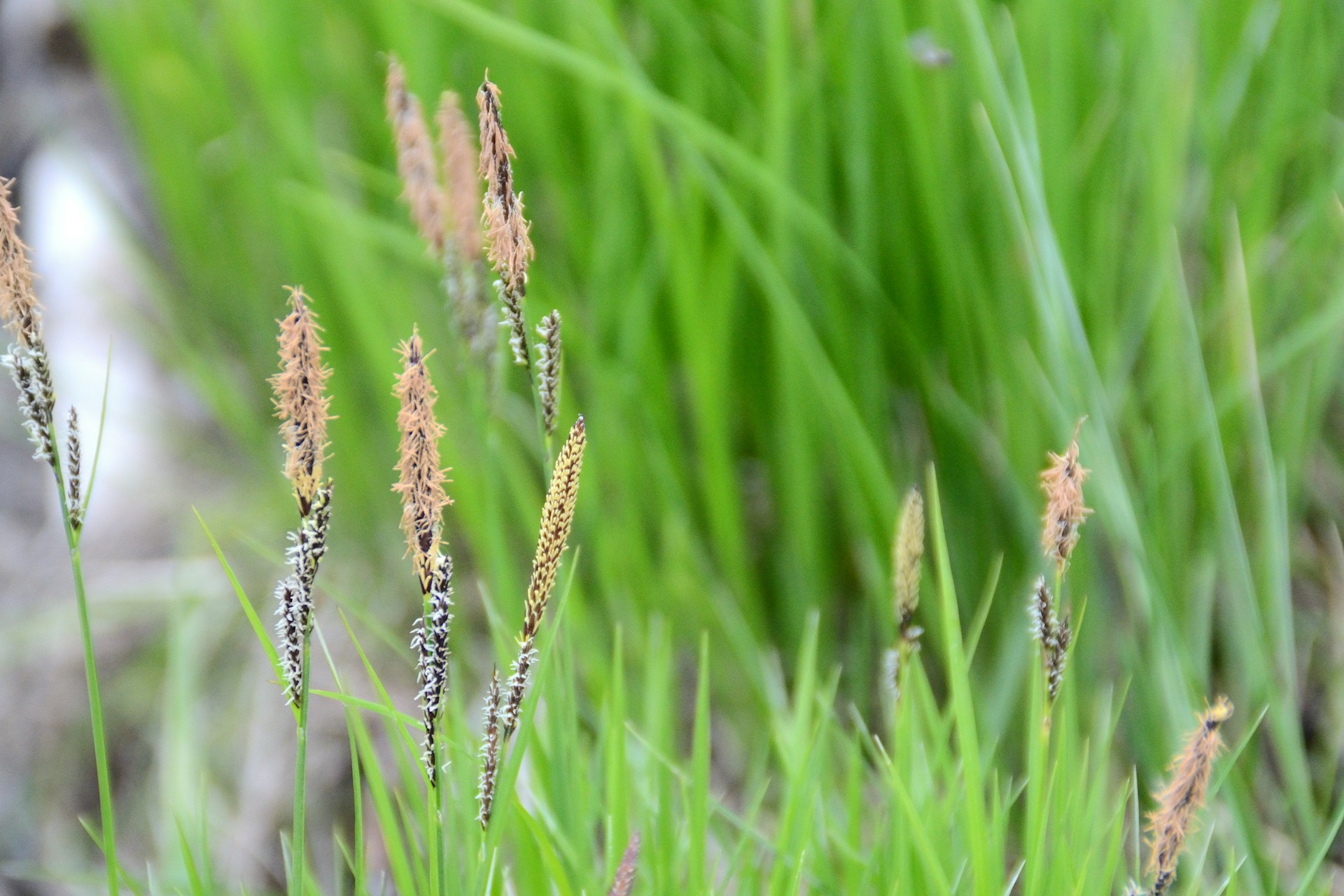 Narrowleaf Plantain