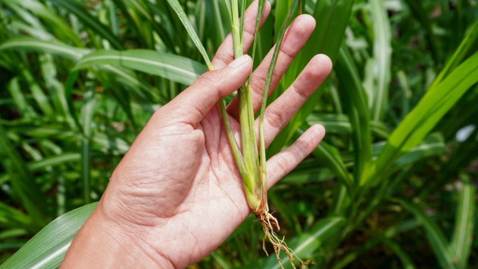 lemongrass